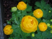 Trollius chinensis orange globeflower