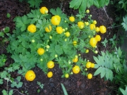 Trollius chinensis 'Golden Queen'