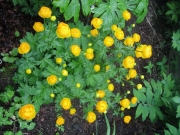 Trollius chinensis 'Golden Queen'