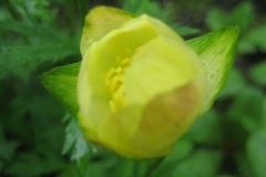 Trollius europaeus yellow globeflower