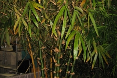 Buddha bamboo