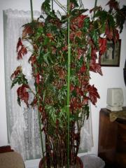 Begonia coccinea cane begonia