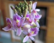 Epidendrum, bicolor pink terrestrial orchid