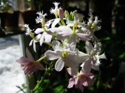 Epidendrum, near white terrestrial orchid