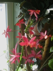 Epidendrum, non-hybrid red