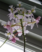 Epidendrum, palest pink terrestrial orchid