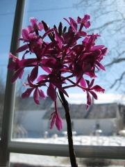Epidendrum, purple hybrid terrestrial orchid