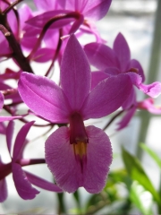 Epidendrum, purple hybrid, closeup terrestrial orchid