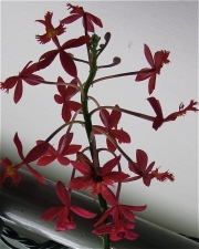 Epidendrum, non-hybrid red terrestrial orchid