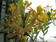 Epidendrum, yellow terrestrial orchid