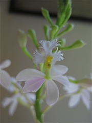 Epidendrum, 'White Queen' terrestrial orchid