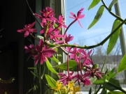Epidendrum, non-hybrid purple terrestrial orchid