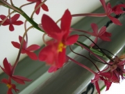 Epidendrum, non-hybrid red terrestrial orchid