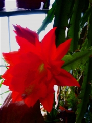 Epiphyllum ackermanii scarlet orchid cactus