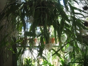 Epiphyllum pumilum dwarf night-blooming cereus