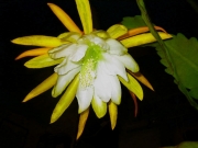Epiphyllum hybrid orchid cactus, bronze bud, yellow petals