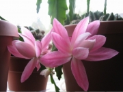 Nopalxochia phyllanthaides orchid cactus, pink
