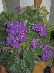 African violets