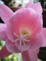 Nopalxochia phyllanthaides orchid cactus, pink, close up