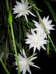 Epiphyllum pumila, bloom dwarf night-blooming cereus, full bloom