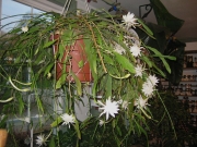 Epiphyllum pumila, bloom dwarf night-blooming cereus, full bloom