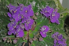 African violets