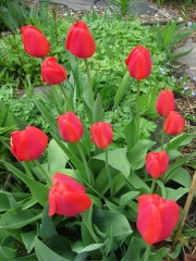 red tulips in full bloom