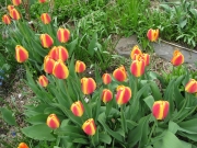 yellow flamed red tulips en masse fully opened