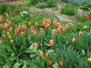 red & yellow tulips