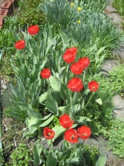 red tulips fully open on a sunny day