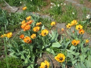 yellow tulips fully open on a sunny day