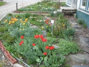 tulip vignette on a sunny Spring day