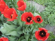 red tulips fully opened