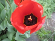 red tulips, fully opened closeup