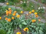yellow flamed red tulips en masse fully opened