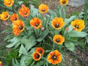 yellow flamed red tulips en masse fully opened
