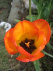 orange flamed yellow tulip fully opened closeup