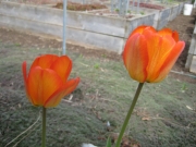 orange flamed yellow tulip fully opened closeup