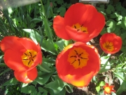 red flamed yellow tulips, fully opened closeup