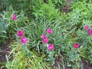 purple tulips not yet fully opened