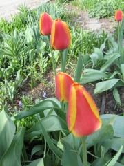 red edged yellow tulips closed on a cloudy day