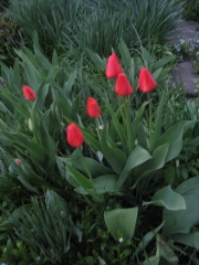 tulip red, in bud