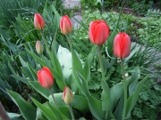 red tulips red, flamed yellow tulips