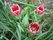 red tulip picoteed white