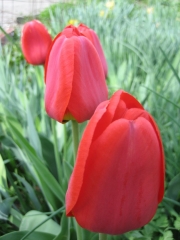 red tulips not yet fully opened