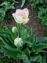 peony-flowered, pink tulips 'Angelique'