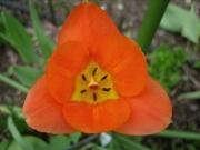 orange tulip fully opened closeup