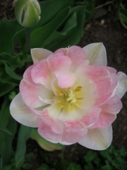 peony-flowered, pink tulip 'Angelique' closeup