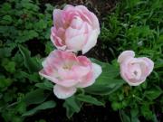 peony-flowered, pink tulips 'Angelique'