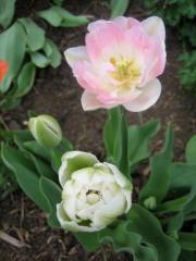 peony-flowered, pink tulips 'Angelique'